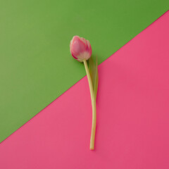 fresh red tulip against green and pink background in the table. minimal creative flat lay idea with copy space