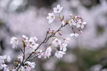 Obraz premium Beautiful Yoshino Sakura Cherry Blossom is blooming with sprout in Alishan National Forest Recreation Area in Taiwan.