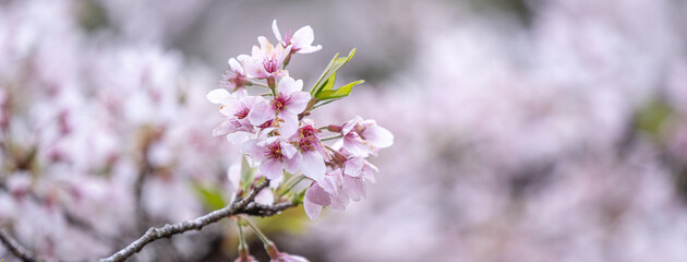 Beautiful Yoshino Sakura Cherry Blossom is blooming with sprout in Alishan National Forest Recreation Area in Taiwan.