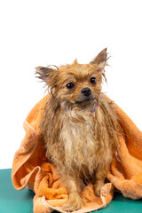 Wet funny Orange Pomeranian Spitz wrapped in a towel.