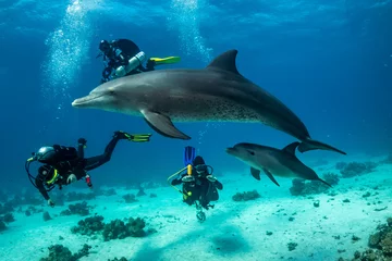 Zelfklevend Fotobehang dolphin © Nurkersi