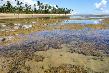 coral reefs with clear water at low tide in Praia do Forte beach, Bahia, Brazil

