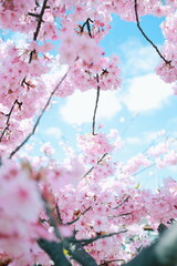 河津桜のアップ｜青空バック