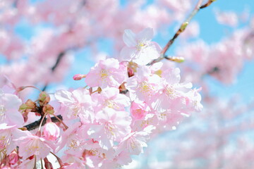 河津桜のアップ｜青空バック