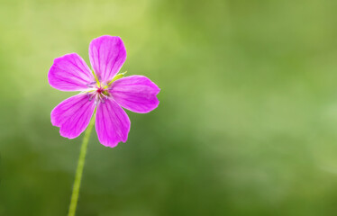 Pink flower with five petals on green background. Place for your affirmation quote or...