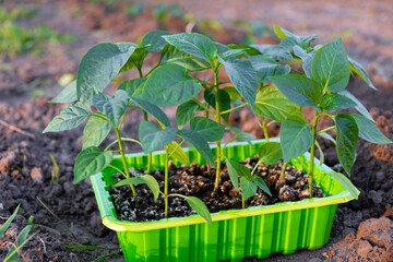 Young bell pepper seedlings in green container on ground get ready to plant. Growing vegetables bell pepper sprouts from seeds at home. Homegrown organic farming.