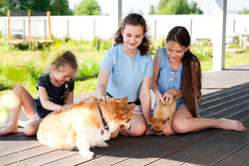 Three cute girls play with corgi and chihuahua dogs in the backyard in summer