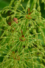 Ackerschachtelhalm (Equisetum arvense)	