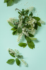 Spring flowers. Cherry blossom with green leaves on a light green background. Top view flat lay.