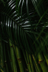 Background with tropical leaves and bamboo woods. Green texture.