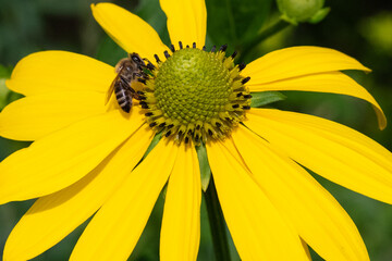 Yellow flower sitting bee on them