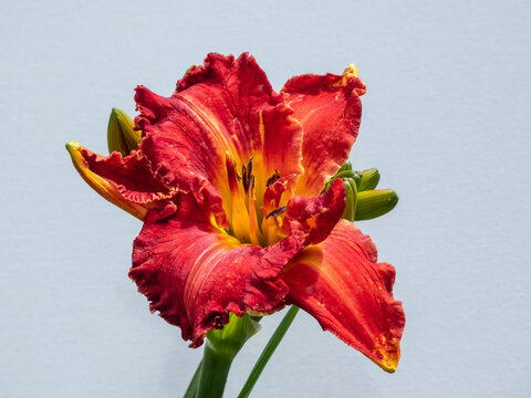 Close-up of daylily (Hemerocallis x hybrida) variety 'Kate' (V. Bangieris 2015) in bright sunlight with white isolated background. Dark red with curled edges, blooms profusely