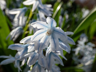 Macro shot of the Striped squill (Puschkinia scilloides) pale blue, bell-shaped flowers, accentuated with deeper blue stripes flowering in early spring and growing in garden
