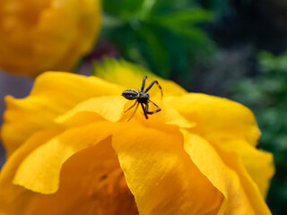 Close-up of adult male of goldenrod crab spider or flower (crab) spider (Misumena vatia (Misumena citrea) with dark brown and red body, legs are dark brown to black on yellow tulip