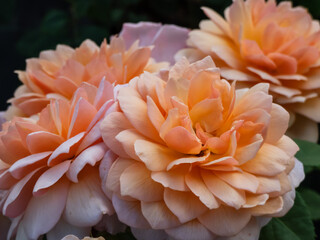 English Shrub Rose 'Grace' (by David Austin, 2001). Lovely pure apricot flowers – darker in the...