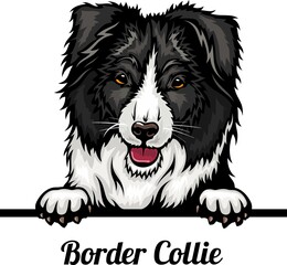 Border Collie - Color Peeking Dogs - dog breed. Color image of a dogs head isolated on a white background - obrazy, fototapety, plakaty