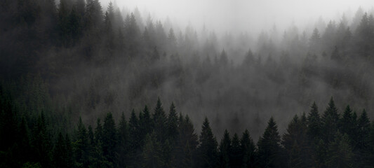 Amazing mystical rising fog forest trees firs landscape in black forest ( Schwarzwald ) Germany...