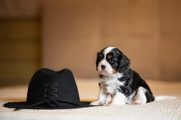 cavalier-king Charles spaniel cute puppy portrait