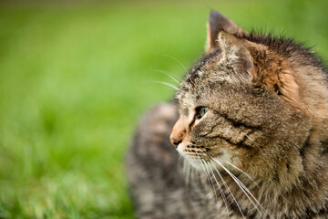 Naklejka na ściany i meble Profile of brown striped cat sitting and having rest on grass