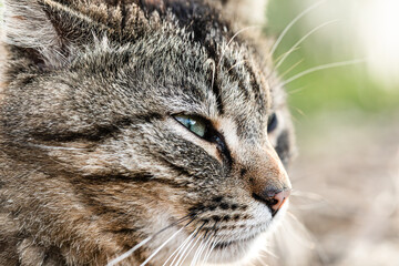 Macro view of face of brown striped cat looking attentively forward outdoors