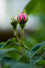 Macro view of bud of pink tea rose (Bourbon Rose) in spring