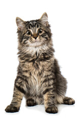 Tabby maine coon kitten isolated on white