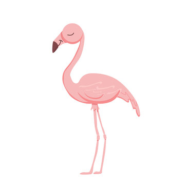 Vector pink flamingo on a white background isolated. Cartoon cute baby flamingo with closed eyes stands on two legs