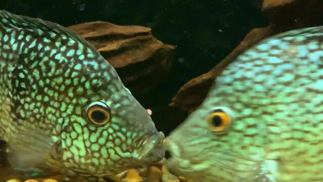 Cichlazoma are large aquarium fish with interesting behavior. Odessa zoo (Ukraine).
