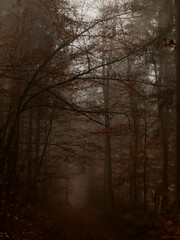 Fog in the forest. Misty Carpathian mountains