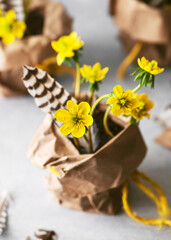 Beautiful yellow winter aconite flowers in a recycled craft paper pot decorated with feather as a small gift. Home decoration or floristic concept. (Eranthis hyemalis)