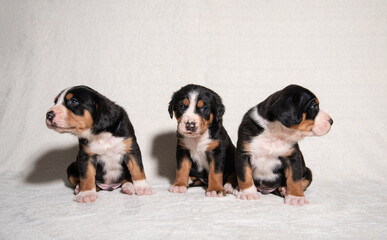 puppies of the big Swiss mountain dog