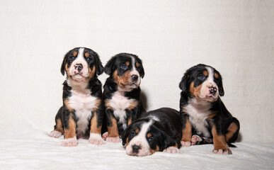 puppies of the big Swiss mountain dog