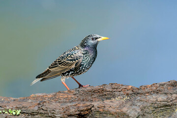 Common starling or European starling - Sturnus vulgaris - in its natural habitat