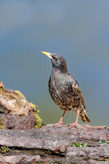 Common starling or European starling - Sturnus vulgaris - in its natural habitat