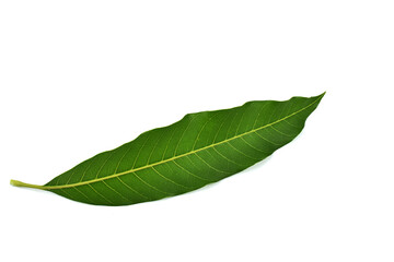 Fototapeta premium green leaf isolated on white