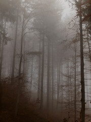 Morning in the forest. Autumn landscape in the foggy mountains. Walking in the forest