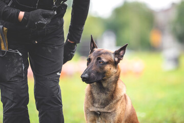 belgian shepherd malinois mondioring dog training k9