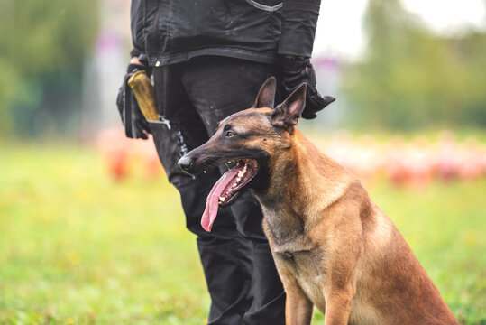 belgian shepherd malinois mondioring dog training k9