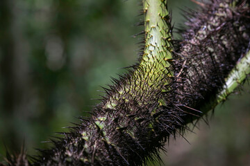 The beautiful thorns of the rattan plant are suitable for background images.