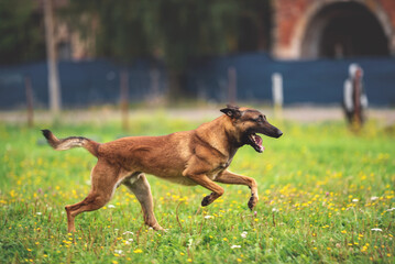 belgian shepherd malinois mondioring dog training k9