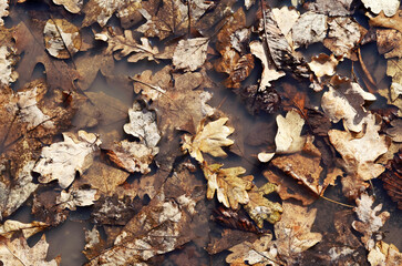 Old autumn leaves. Dried leaves lie in a puddle. Texture from autumn leaves.	