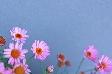 Close up of pretty pink daisies isolated on gray.
