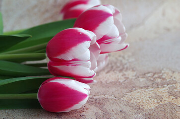 Spring tulip flowers with white-pink petals and green leaves close-up. Bouquet of tulips on an abstract background