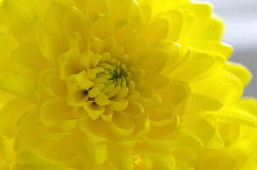 Yellow chrysanthemum petals. Chrysanthemum flower close up.