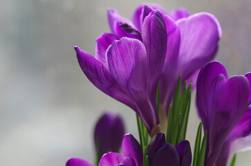 Crocuses are the first spring flowers. Spring crocus flowers with purple petals and green leaves close-up. Macro photography