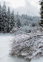Snow covered fir trees. Frosty forest in mountains. Aerial view above Carpathian mountains. Trees in snow. Winter season