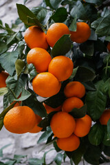 Branch of a tree with ripe tangerines close-up on a blurred background  
