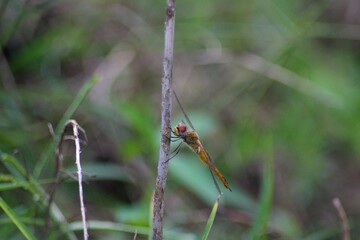 Dragonfly