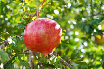 Red ripe pomegranate fruits grow on pomegranate tree in garden.                               