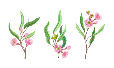 Beautiful pink flowers and oblong leaves set. Summer or spring wildflowers vector illustration